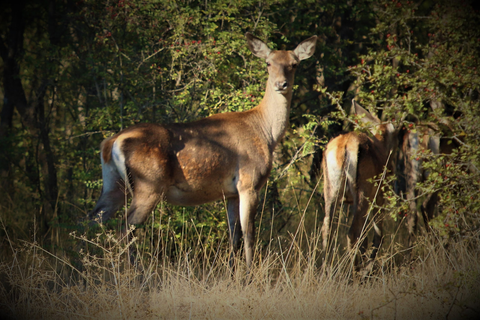 Bursa-Abdussamed KURT (1)_result.jpg