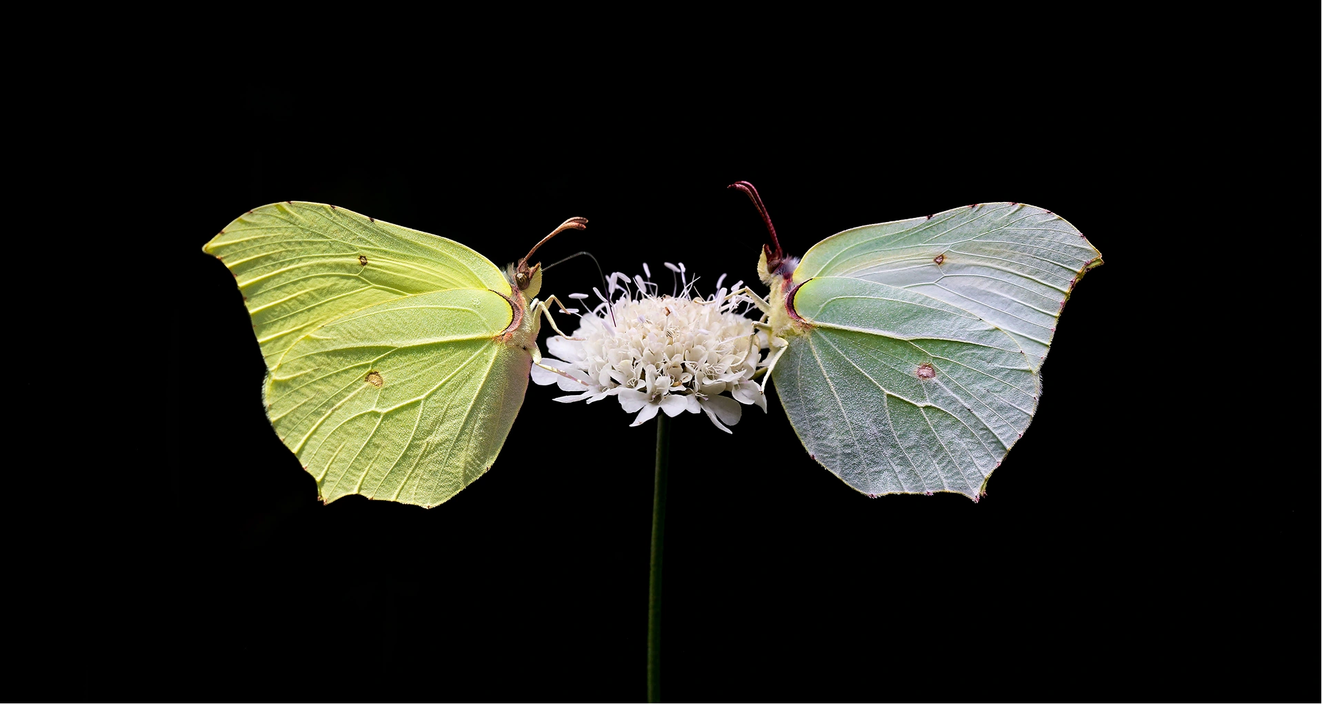 Bu Topraklar Hepimizin Geleceği
