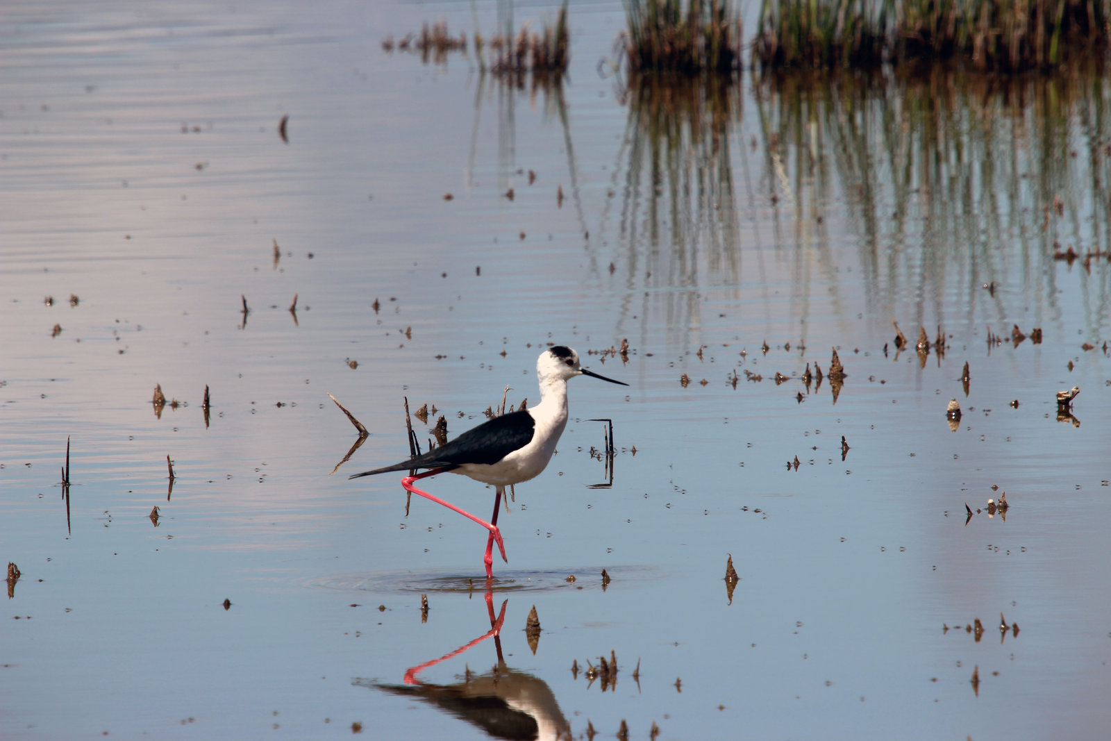 kavak deltası (62)_result.jpg